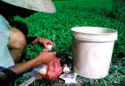 “công nghệ” trồng rau muống: Dồn dập “đánh” thuốc “công nghệ” trồng rau muống: Dồn dập “đánh” thuốc