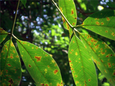 Kinh nghiệm phòng trị bệnh Corynespora của Công ty CPCS Đồng Phú