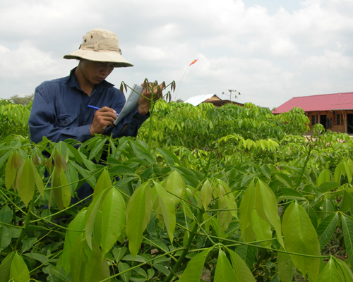 Triển khai sản phẩm bảo hiểm cho cây cao su