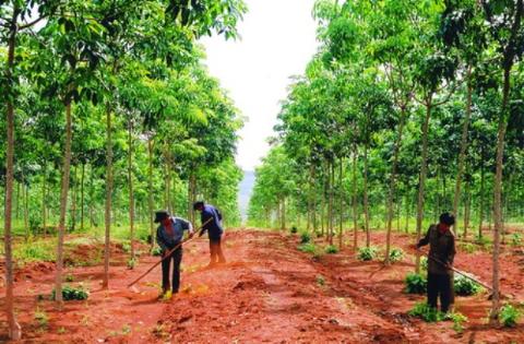 Bón phân ĐYT NPK chuyên dùng Văn Điển cho cây cao su