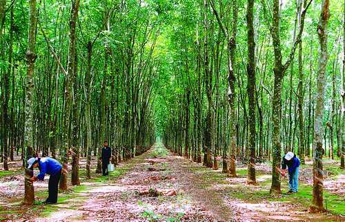 Giá cao su Việt Nam (23/11/2015)