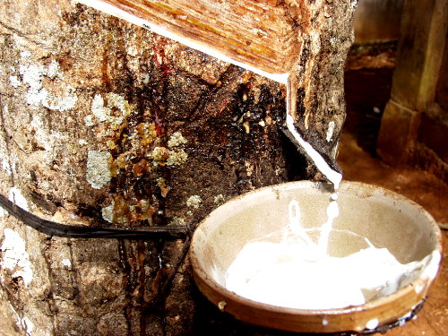 Giá cao su tại một số nước châu Á ngày 23/12/2014
