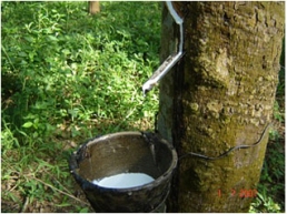Sử dụng thuốc kích thích mủ phải đúng quy trình kỹ thuật