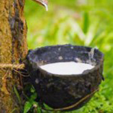 Duy trì tăng trưởng xuất khẩu cao su sang Ấn Độ