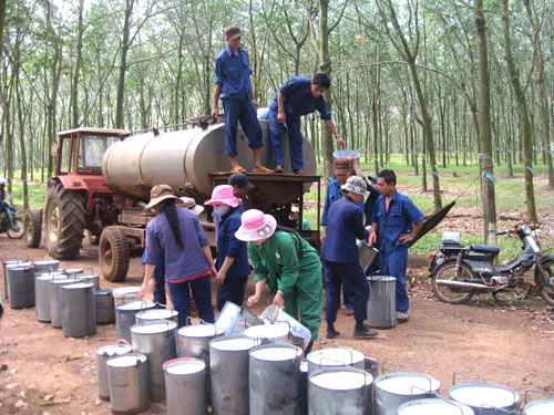 Giá cao su Việt Nam 25/6/2015