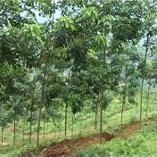 Nhìn lại cao su miền Trung