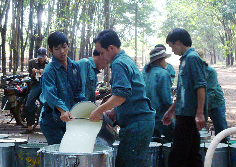 Giá cao su Tocom giảm xuống thấp nhất 2 tuần