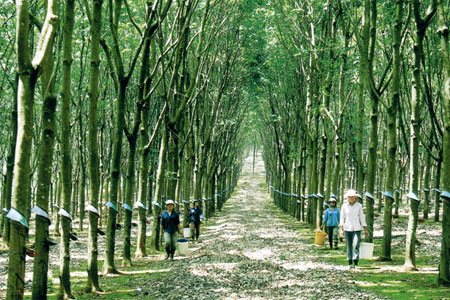 Bảo Việt nhận bảo hiểm 10.000ha cao su 