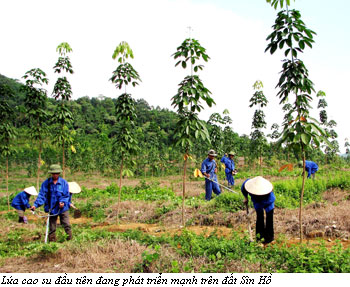 Công ty Huy Hoàng Minh trồng mới 60 ha Cây cao su tại tỉnh Pursat - Camphuchia