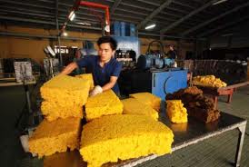 Cao su rớt giá, nông dân lỗ