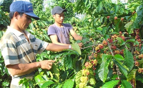 Sản lượng cà phê Việt Nam có thể xuống thấp nhất 4 năm