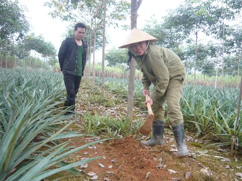 Người trồng cao su hoang mang trước cơn bão Nari