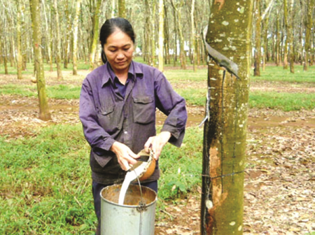 Triển vọng ngành cao su “thiếu sáng”