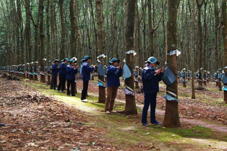 Các sự kiện thị trường Cao su trong ngày 19/6