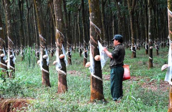 Tình hình xuất khẩu cao su thiên nhiên trong 6 tháng đầu năm 2012 