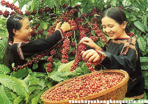 Việt Nam đứng thứ hai về cung ứng cà phê cho Italy