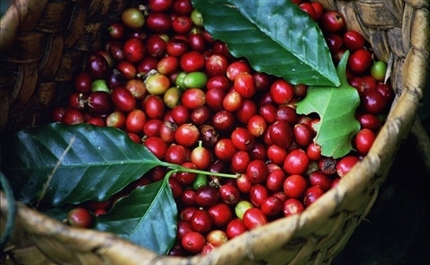 Brazil sẽ nhập tối đa 1 triệu bao cà phê Việt Nam