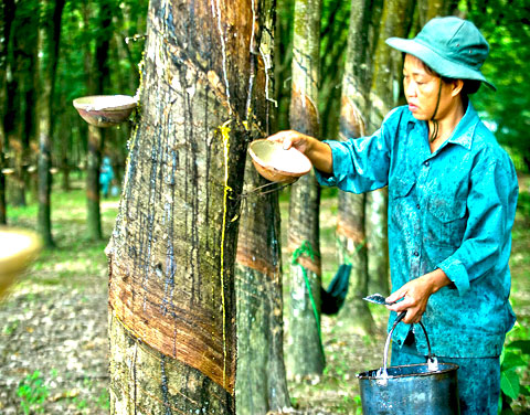 Giá cao su tương lai giảm