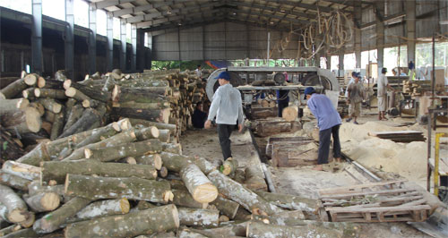 Cần có chứng chỉ quốc tế để gỗ cao su vào thị trường lớn