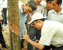 Đắk Nông: Chuyển giao kỹ thuật cạo mủ cao su cho đồng bào dân tộc M'Nông  