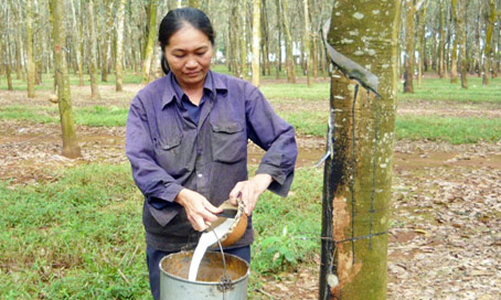 Giá cao su Việt Nam 23/1/2015