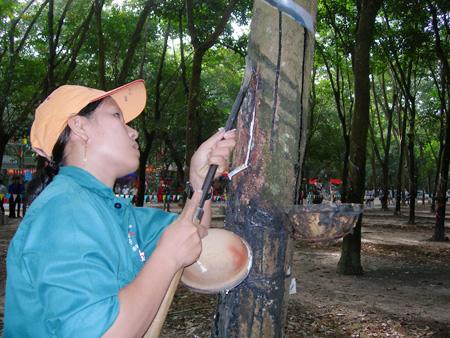 Hỗ trợ người lao động tham gia trồng cao su đại điền tại các CT cao su thành lập mới trên địa bàn