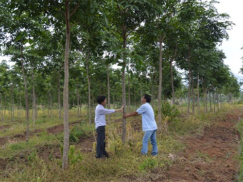 “Vàng trắng” lấn rừng