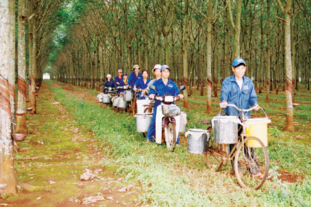 Lũ lụt ở Thái Lan sẽ đẩy tăng giá cao su trong tuần này