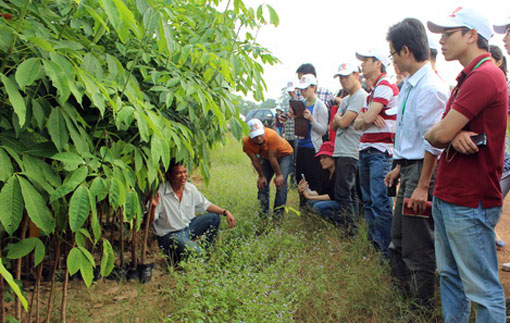 Ấn Độ đề nghị ban hành chính sách quốc gia cho ngành cao su