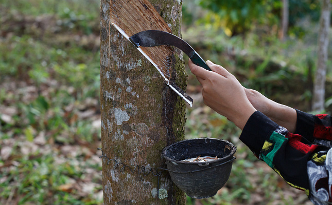 Giá cao su Việt Nam 25/3/2015