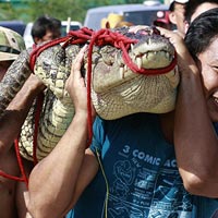 Thái Lan: Săn cá sấu giữa đường phố 