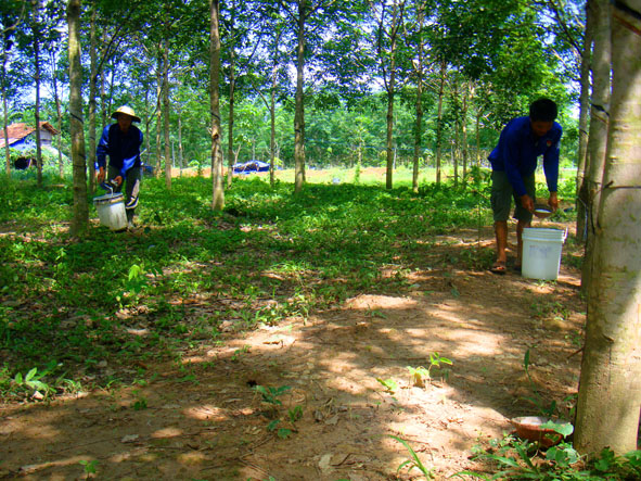 Huyện Krông Bông: Người dân ồ ạt, tự phát trồng cây cao su