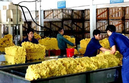 Thái Lan: Nông dân đề nghị nâng giá thu mua cao su